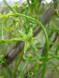 Image result for Bowiea volubilis