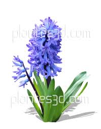 Free Cutout Flowers Image Detouree Gratuite Hyacinthus Bulbe De Jacinthe Png Plante Planter Des Arbres Bulbe Jacinthe