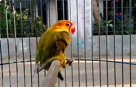 Khusus untuk racikan pakan lovebird konslet jamu yang satu ini membutuhkan cukup banyak bahan lain, seperti kunyit, kencur, madu, dan kuning telur. Cara Bikin Jebol Birahi Lovebird Jantan Agar Ngekek Konslet Portal Informasi Kicau Mania Indonesia Terpercaya