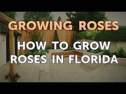 The rule of thumb for watering roses is to make sure roses get about 2 inches a week. How To Grow Roses In Florida Youtube