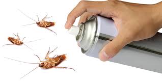 The Best Way to Get Rid of Cockroaches | Environmental Pest Control