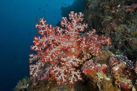 Check spelling or type a new query. Dendronephthya Soft Coral Living Oceans Foundationliving Oceans Foundation