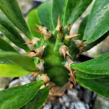 Image result for Euphorbia davyi