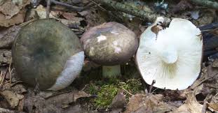 Image result for Russula variata
