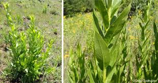 Image result for Berkheya