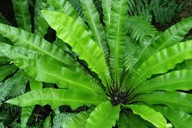 Image result for Asplenium