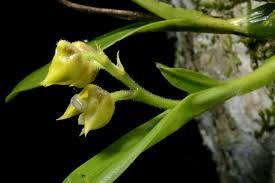 Image result for Polystachya cultriformis