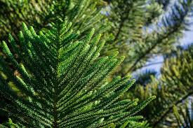 Slow growing to 160 feet. Growing And Caring For Norfolk Island Pine