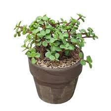 Image result for Grona afra