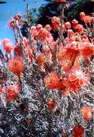 Image result for Leucospermum