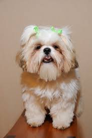 9 Month Old Shih Tzu Girl Puppy With Hair Bows Shihtzu Shih Tzu Puppies Dogs