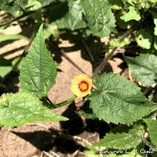 Image result for Sida urens