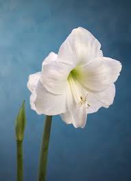 'boom boom white' ball dahlia produces compact round white flowers. 45 Types Of White Flowers With Pictures Flower Glossary
