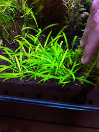 Image result for Ranalisma