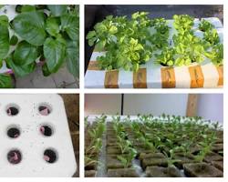 Gambar Bayam hidroponik