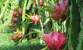 Learn more about the proven benefits of dragon fruit here. Vietnam Agricultural Exports To Us Market Need Support Of Overseas Vietnamese Companies Tfnet International Tropical Fruits Network