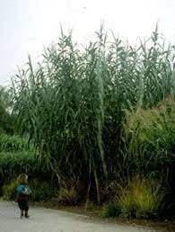 It has several common names including giant cane, elephant grass, carrizo, arundo, spanish cane, colorado river reed, wild cane, and giant reed. Arundo Donax Giant Reed Giant Reed Grass Plants Conservatory Garden Grass
