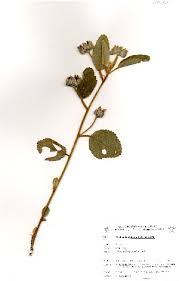 Image result for Melhania