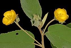 Image result for Melhania acuminata