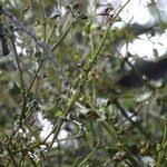 Image result for Viscum tuberculatum