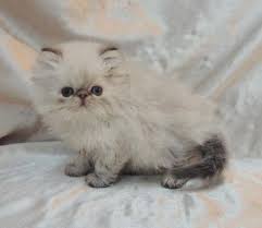Buy and sell on gumtree australia today! Cfa Reg Himalayan Kittens For Sale For Sale In Middleboro Massachusetts Classified Americanlisted Com
