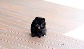 Their double coat, which needs regular grooming, can come in over 18 different colors, according to the american kennel club. All Sizes Chic Black Teacup Pomeranian Puppy Flickr Photo Sharing