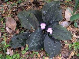 Image result for Kaempferia