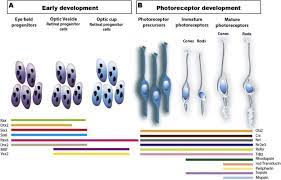 Ace corporate and vendor care center: Cellular Strategies For Retinal Repair By Photoreceptor Replacement Sciencedirect