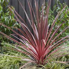Cordyline Flower Knot Best Flower Wallpaper