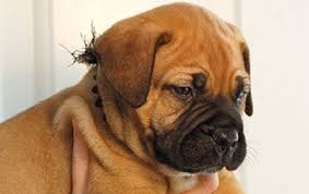 Maybe you would like to learn more about one of these? Pin On Dogs