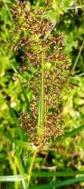 Image result for Cyperus longus