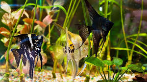 Black Algae In Fish Tank Good Or Bad How To Clean Algae From A Fish Tank Aquarium Care Youtube