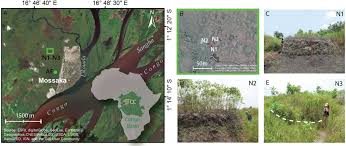 Image result for Phacelurus gabonensis