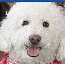 21:01 facebook 51% + = ALMA MDP Julia Pili 16 min Julia Pili 16 min MAR DEL  PLATA Hola. Apareció gatit@ por México al 3500. Se I@ ve cuidad@. Es divin@  Anda