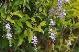 Image result for Duranta erecta