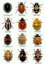 Entomology Coccinelle Insecte Insectes Coccinelle