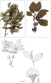 Image result for Discopodium penninervium