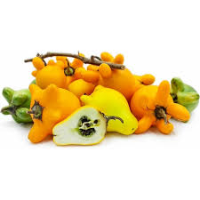 Image result for Solanum mammosum