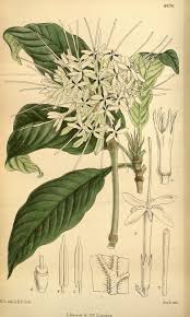 Image result for Pavetta gurueensis