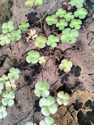 Image result for Marsilea burchellii