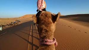 Here you can calculate how many camels your girlfriend or boyfriend is worth. Camel Ride Pov Stock Footage Royalty Free Stock Videos Pond5