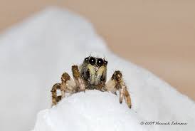 Giant Snow Spider Posted By Heinrich Lohmann Giants My Animal Spider