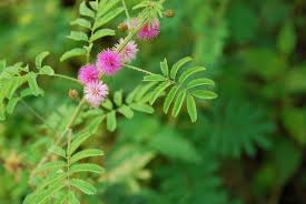 Image result for Fabaceae subfamily Papilionoideae