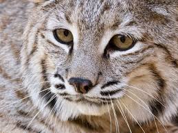 During mating season, their vocalizations resemble that of a screaming north american bobcats primarily use scent marking and visual signals to mark their territory. Bobcat The Nature Conservancy
