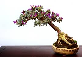 There is a lot of things you need to remember when caring for this trees. How To Keep Bonsai Tree Leaves Small Bonsai Tree Gardener Bonsai Tree Flowering Bonsai Tree Bonsai Plants