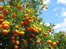 We did not find results for: Southern Fruit Trees Learn About Fruit You Can Grow In The South