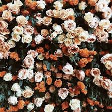 We did not find results for: Pin By Carla Ruiperez On Things We Love Flower Aesthetic Plants Love Flowers