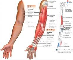 Arm muscle diagram muscles of the rotator cuff human anatomy and physiology lab bsb 141. If You Have Tennis Or Golfers Elbow You Will Know How Much We Use The Elbow