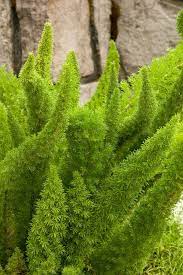 Foxtail Fern Foxtail Fern Ferns Garden Asparagus Fern