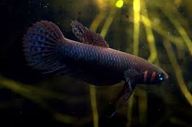Betta Hendra Betta Sp Sengalang Palangkayara Betta Sp Sabangau Seriously Fish Betta Aquarium Fish Betta Fish